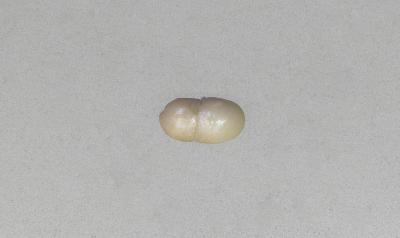 2010.004.0006